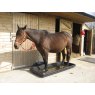 Paxton Paxton FB1 2m Footbath