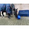 Horse Treat Toy being used