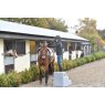 3 Step Premium Mounting Block - Mounting Horse